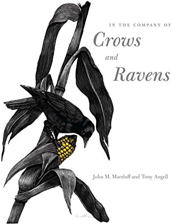 In the Company of Crows and Ravens