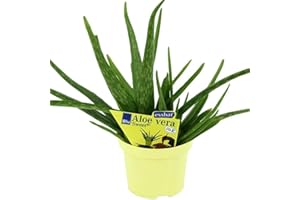 DECOALIVE Aloe Vera Planta Natural para Interior y Exterior