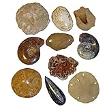 versteinerte seeigel ostsee finden Folgende Fossilien sind in dieser Sammlung erhalten je 1 Stück