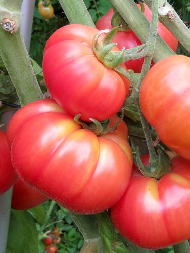 Tomaten Samen – 15 Stück – Nonna Antonia – Fleischtomate - 2