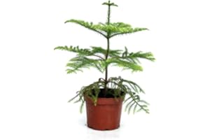 GENÉRICO Planta natural Araucaria heterophylla, 40-50 cm. Pino de Norfolk. Árbol perenne, de hojas en forma de aguja, de aspecto simétrico y elegante. Segura Garden.