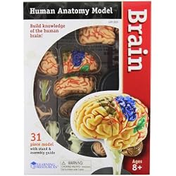 Cerebro educativo (9,6 cm)