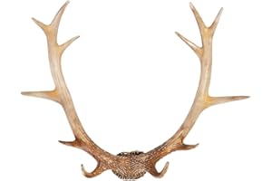 Hansmeier Cornamenta de ciervo rústico | Negro | Para interior, exterior, balcón y jardín | 54 x 40 x 14 cm | Cornamenta de ciervo | Decoración de pared (Natura Vintage)