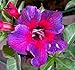 Produktbild Portal Cool Adenium obesum Desert Rose - Cx Kaleidoscope - Mehrjährige Bonsaisamen (5)