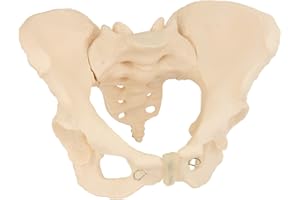 Anatomie Skelett Modell Lebensgroßes Anatomisches Modell des Weiblichen Beckens Pelvis Lebensgroß Becken Modell Frau Knochenmodell Beckenbodenmodell MedMod