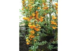 PLANTENWELT Feuerdorn Pyracantha Orange Charmer 80 cm hoch im 3 Liter Container