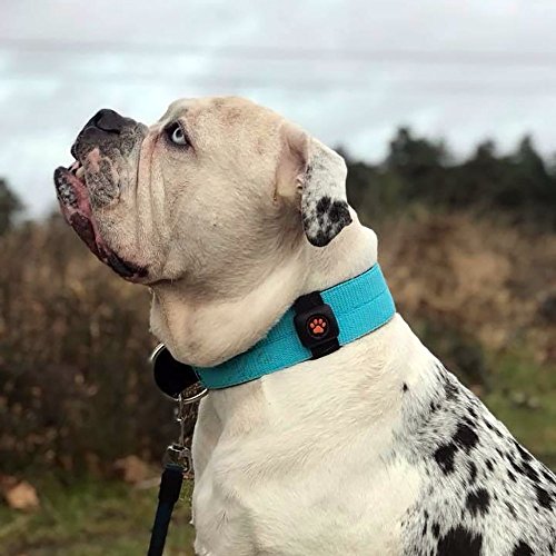 Pitpat Best Dog Gps Tracker Canada Pitpat Gps Pet Tracker Activity