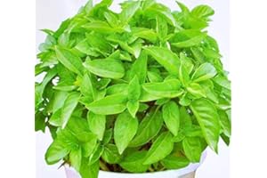 EYSII "Graines de citronnelle Mozzie Buster Sweet Grass Anti-Moustiques Graines 30+ pour la plantation de jardins potagers…"