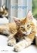 Tatzentiger 2017 - A&I Wandkalender A3, Tierkalender, Katzenkalender, Fotokalender - 29,7 x 42 by 