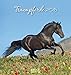 Traumpferde 2016: aufstellbarer Postkartenkalender by 