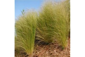 Just Seed - Ornamental Grass - Stipa elegantissima - 20 Seed