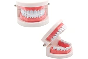 CLKE Modèle Dentaire Standard，2 Modèles Dentaire Pédagogique+2 Brosse à Dents Plastique,Modèles d'Enseignement Dentaire en PVC,pour La Démonstration à dents,Enseigner aux enfants Se Brosser Les Dents
