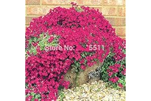 Escalade Fleur 100 Aubrieta Graines Cascade Purple Flowers Seed, Superb vivace Couvre-sol floraison des plantes pour jardin