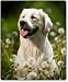 Produktbild Mauspad / Mouse Pad aus Textil mit Rückseite aus Kautschuk rutschfest für alle Maustypen Motiv: Golden Retriever sitzt in einer Blumenwiese [25]