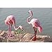 Produktbild Sharplace Dekofigur Flamingo Garten Ornament - Nachschlagen Rosa