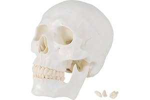 ‎MEDMOD Lebensgroß Anatomie Modell Schädel mit Beweglichen Unterkiefer Skelett Anatomisches Model Schädelmodell Totenkopf Menschlicher Kopf Skull Anatomy MedMod