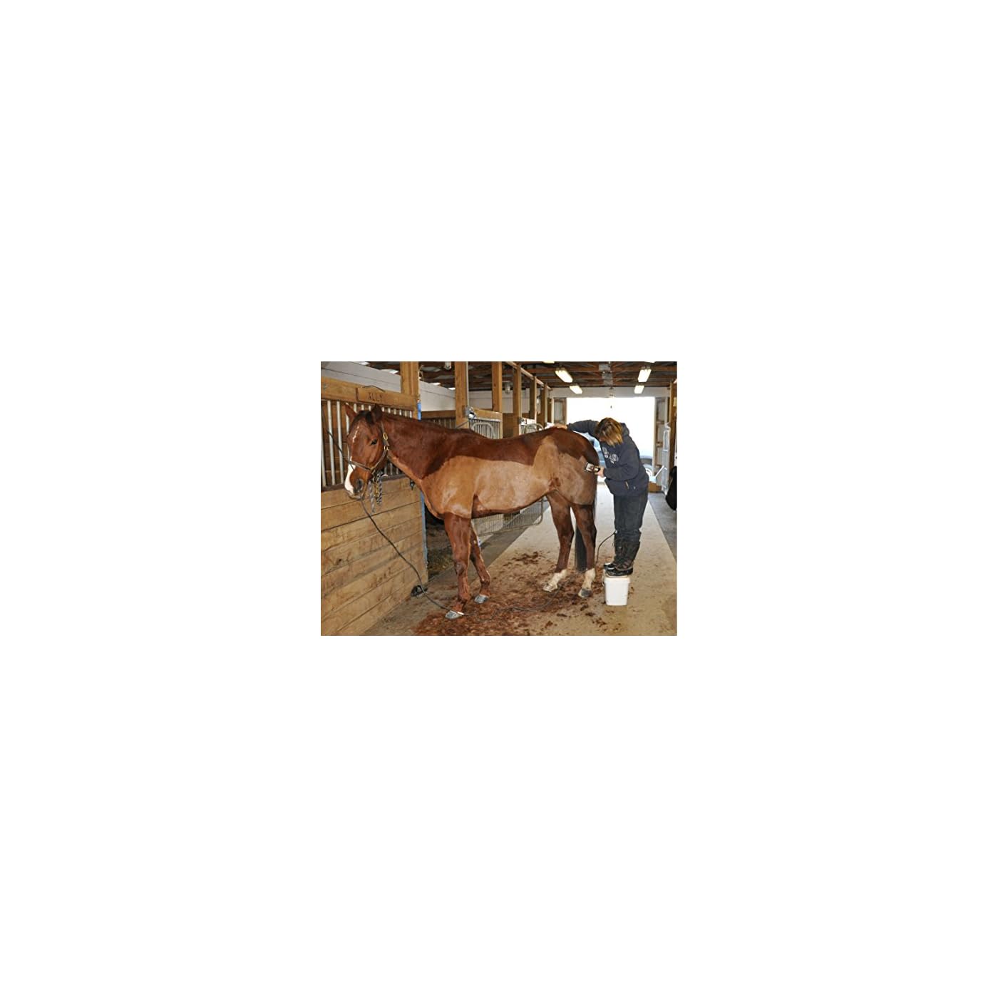Horse ‘n’ Pony