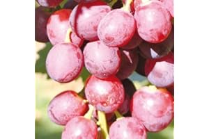 Pink Vine Swenson Red 2L - Garden Plants with Beautiful Flowers - The Perfect Decoration for Your Property - For Beginners and Professional Gardeners - Fruit Climbing Plants for Any Wall in the Garden