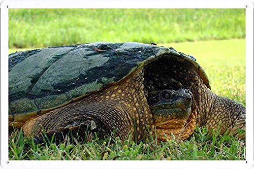 Metal Poster Wall Decor Tin Sign of Snapping Turtle 20*30 cm