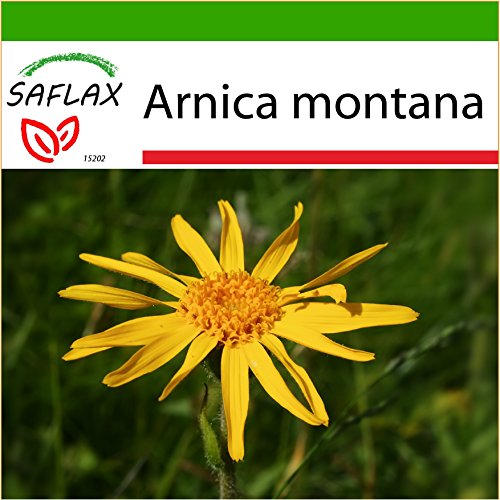 SAFLAX - Heilpflanzen - Echte Arnica - 40 Samen - Mit Substrat - Arnica montana