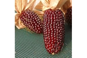 GHINO DI TACCO SEMI MAIS FRAGOLA