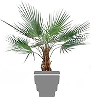 Green Shop 11513-71 Palmier Washingtonia Vert 120 cm