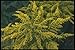Produktbild 133081 Goldon Rod (Solidago) A4 Photo Poster Print 10x8