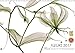 Produktbild FLEURS 2017 - Florale Fotokunst mit Röntgenstrahlen (Wandkalender 2017 DIN A3 quer): Jenseits des Lichts - Kunstvolle Einblicke in die Architektur der ... (Monatskalender, 14 Seiten ) (CALVENDO Natur)