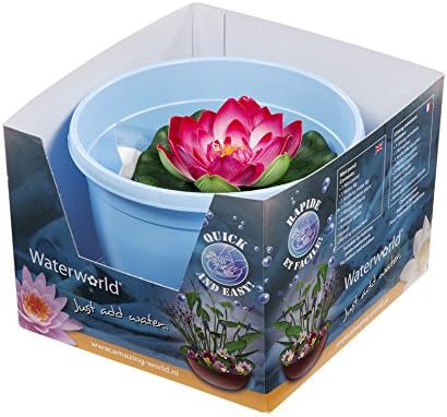 FloraAtHome Water plants - Nymphaea Chromatella - Water lily Yellow, Chromatella/blue pot