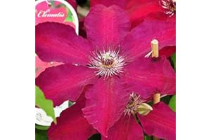 Clematis 'Westerplatte'- Clématite 'Westerplatte' 50-60 cm en conteneur