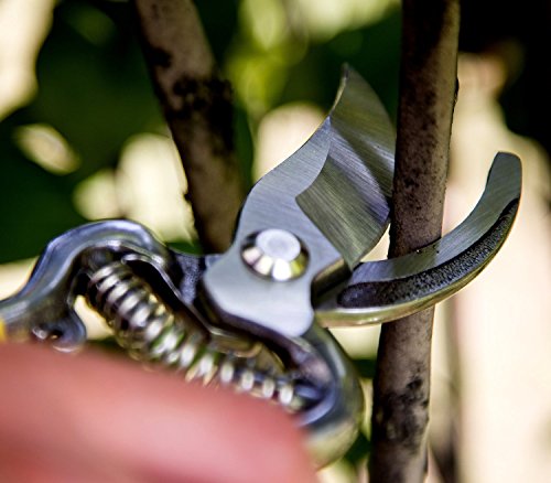 PROFI ASTSCHERE – 20 cm Länge, aus Schmiedestahl | Ergonomischer Griff | Gartenschere stark genug dickere Äste an Bäumen, Rosen, Sträucher usw. zuzuschneiden, vielseitige Grünschere für drinnen und draußen - 5