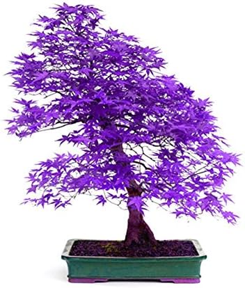 Warm haven 40 Pcs Purple Maple Seeds Rare Color Beautiful indoor Bonsai Home Garden Plants Trees