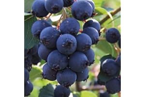 BAUMSCHULE WEDROWSKI W Felsenbirne Smoky 1L Garten Pflanze mit Schönen Blüten - Die Perfekte Dekoration für Ihr Grundstück - Für Anfänger und Professionelle Gärtner - Leckeres und Gesundes Obst