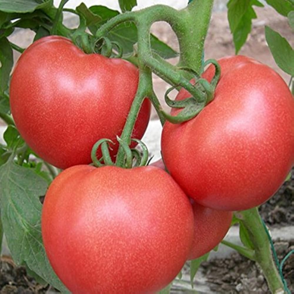 томаты подарок женщине описание сорта фото. томат сувенир f1. томаты подарок женщине описание сорта фото. томаты подарок женщине описание сорта фото. помидоры сорт подарочный.