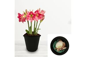 BOTANICAL BLISS Amaryllis Hippeastrum Gift Set with Pot and Compost – Cultivated for UK Climate Conditions – Includes Plastic Pot and Potting Soil (1 x Pink)