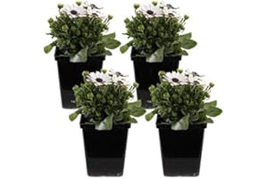 NATURGARDEN Margarita Dimorfoteca Pack de 4 Unidades con Flores de Colores Osteospermum