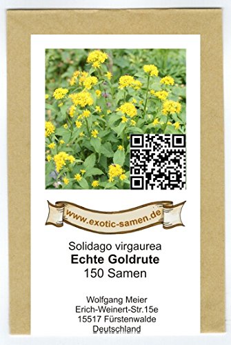 Echte Goldrute – Solidago virgaurea – alte Zier- + Arzneipflanze – 150 Samen - 2