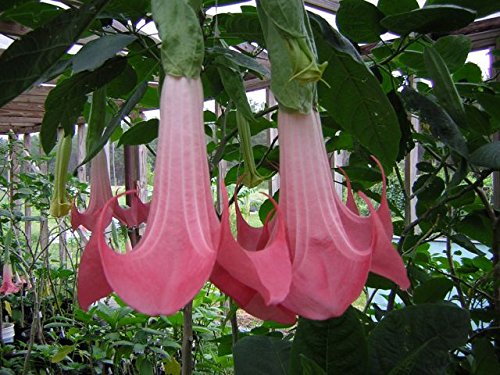 Baum-Brugmansia, Engelstrompete, pink, Supergrosse Blüten!! 5 frische Samen