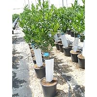 Frutales | Amazon.es