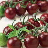 Aroması Y&uuml;ksek Chocolate Cherry Domates Tohumu (15 tohum)