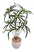Produktbild Flair Flower Zyperngras im Keramiktopf, Plastik, grün, 46 x 28 x 28 cm