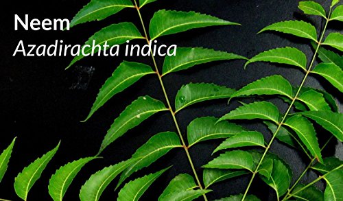 Sorion Shampoo 200 ml – Auch zur Kopfhautpflege bei Schuppenflechte und Neurodermitis mit Kokosöl, Neem, Rubia Cordifolia, Kurkuma und Wrightia tinctoria - 8