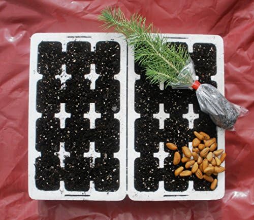 Grow Your Own Blue Sausage Fruit Tree - Professional Germination and Growing Kit.