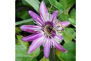 Passiflora violacea pianta rampicante in vaso ø9 cm con canna h 60 cm Vivaio di Castelletto