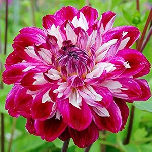 FERNSFLY Flower Bulbs IMP. Dahlia | Dhalia | Dahalia Perennial Flower Bulbs Excellent Quality Attractive Aromatic Flower Home Outdoor Gardening Flowering Bulbs (Pack Of 10 The Optic Illusion)