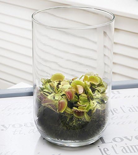 Swampworld Deco Glass - Carnivorous Plant - Venus Flytrap
