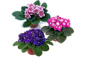 DECOALIVE Saintpaulia - Plantas Vivas - Pack 3 Unidades - Violeta Africana - Flores Naturales de Exterior