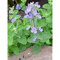 Echte Katzenminze - Nepeta cataria - Minze - Katzen - 1500 Samen