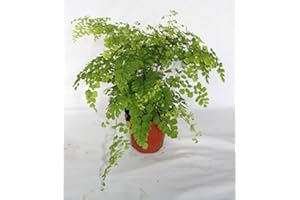 SUDSTY Adiantum fragans (maceta 12 cm Ø) - Planta viva de interior