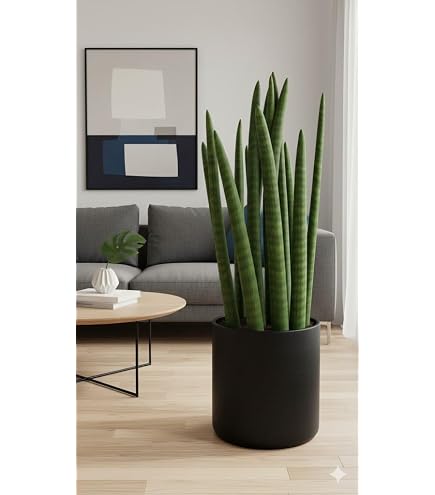 Sansevieria hyacinthoides - Bogenhanf - 10 Samen : Amazon.de: Garten